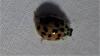 Harmonia axyridis